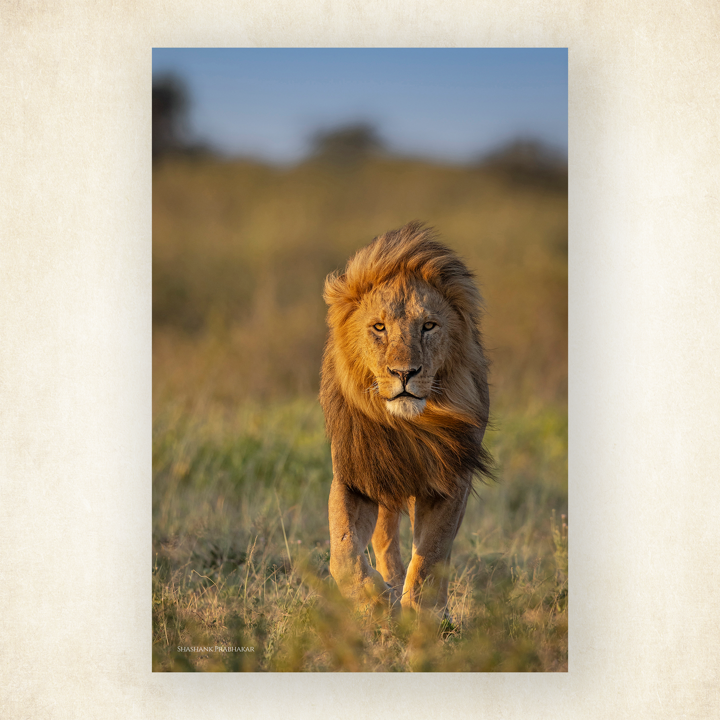 Mufasa walks