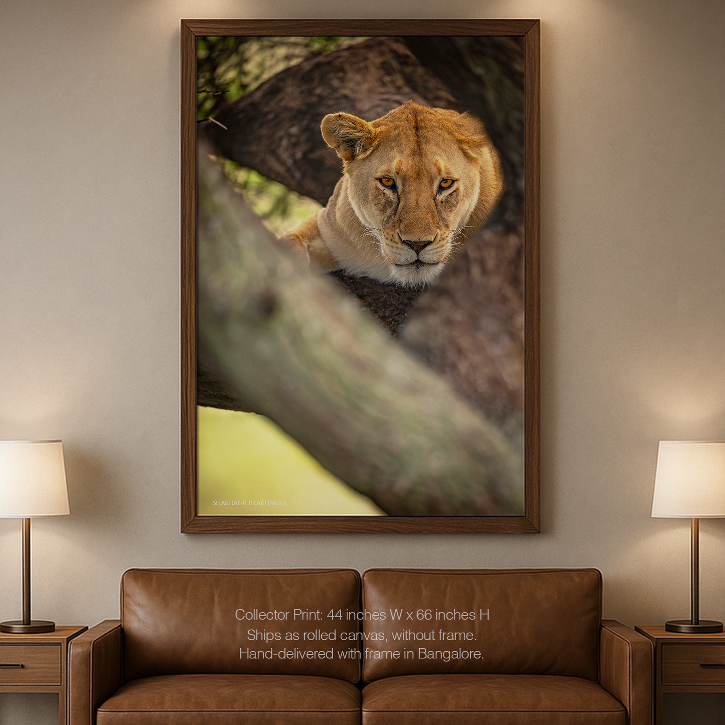 Treetop lioness