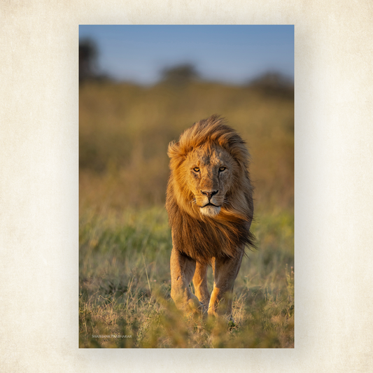 Mufasa walks