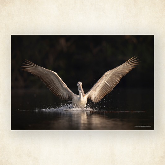 Wonder wings