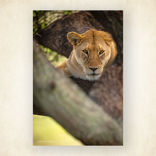 Treetop lioness
