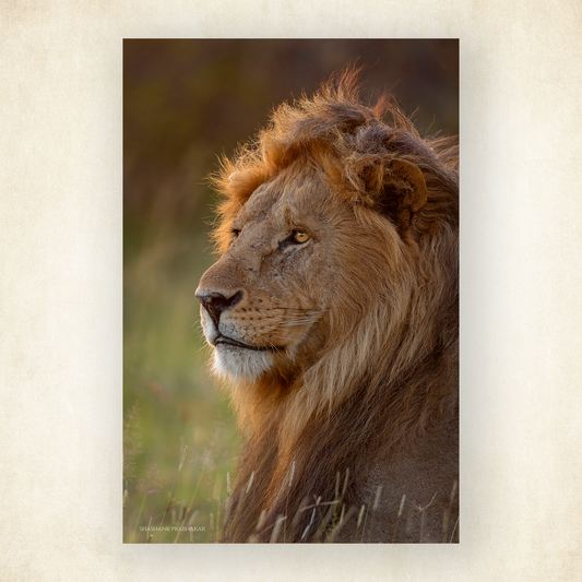 Mane character