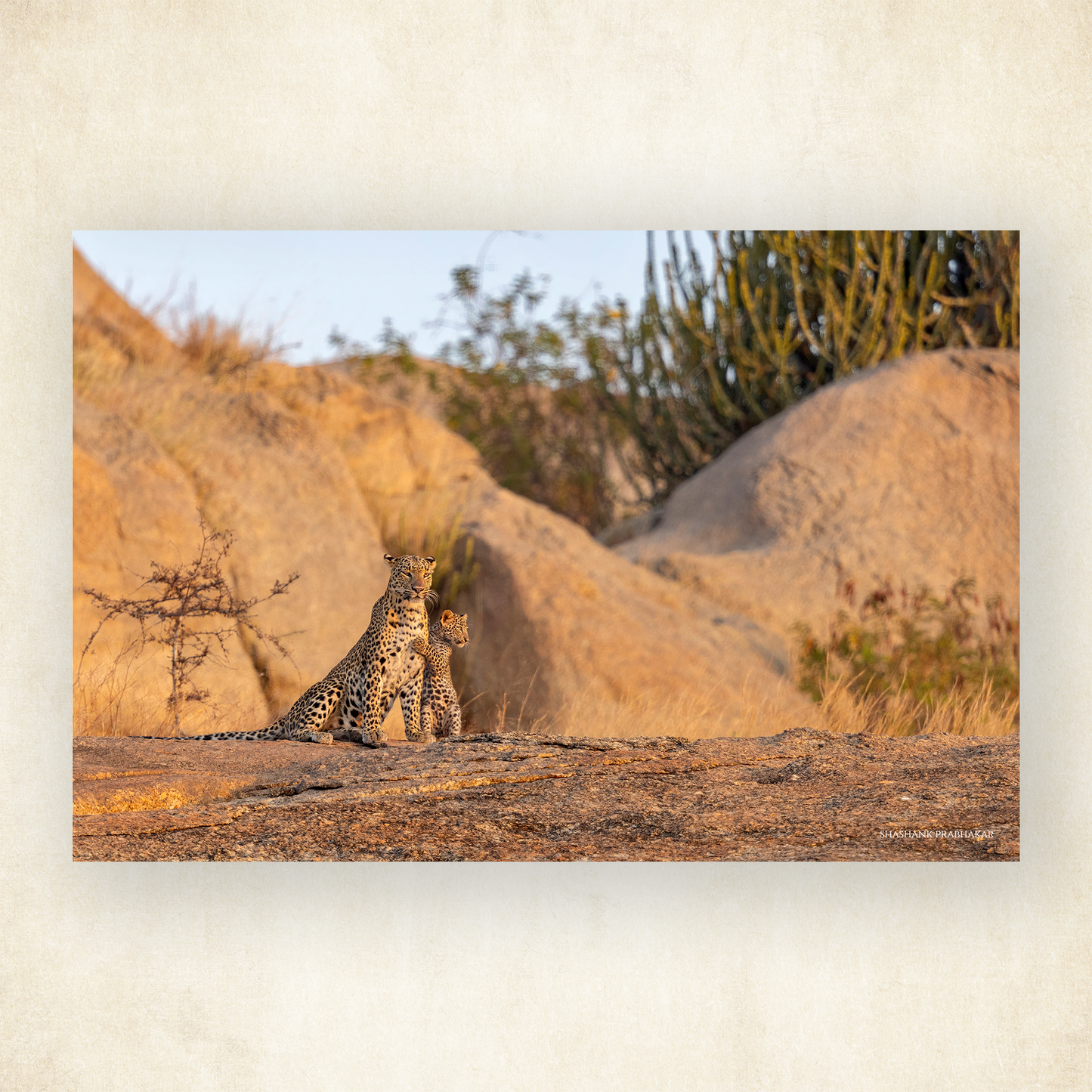 Leopard bond