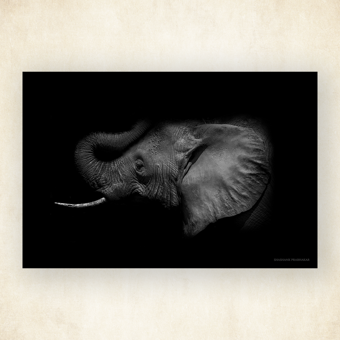 Elephant echo