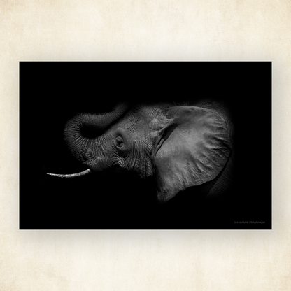 Elephant echo