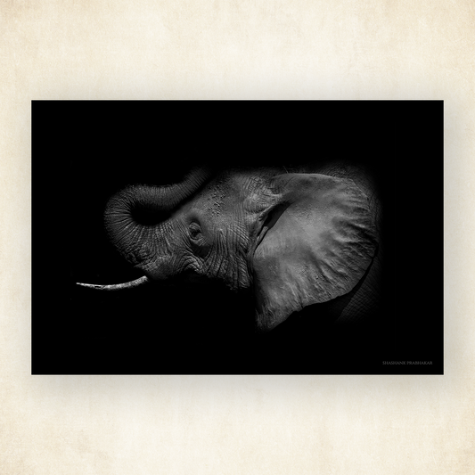 Elephant echo