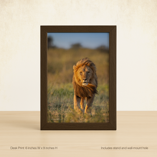 Mufasa walks