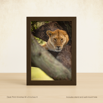 Treetop lioness