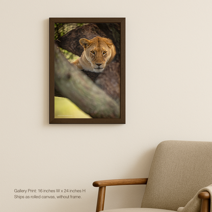 Treetop lioness