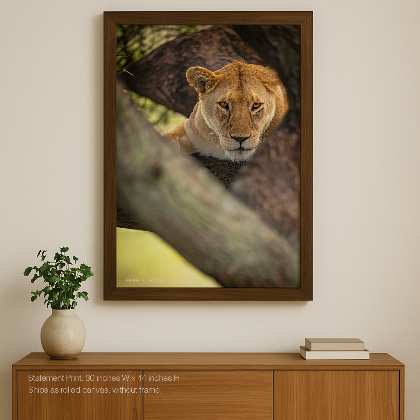 Treetop lioness